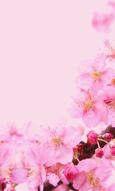 アートの壁紙 桜の咲く頃 春 を感じさせてくれる 爽やか系 スマホ壁紙 待ち受け画面 Naver まとめ