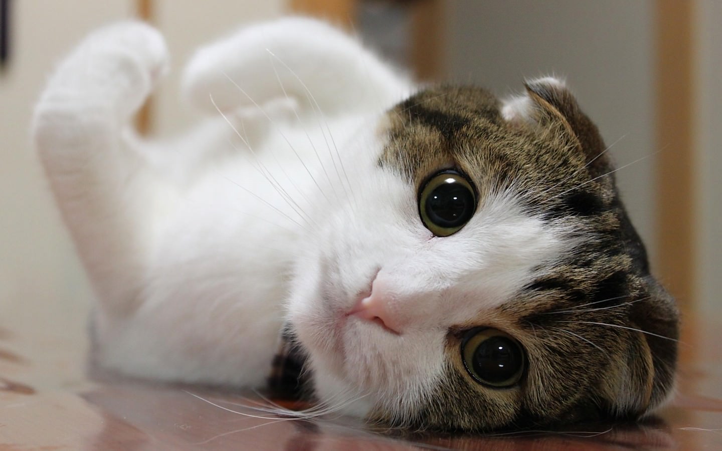 世界の可愛いおバカ猫ムービー集！【癒し】  