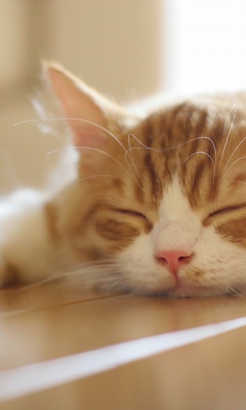 可愛い 猫のスマートフォン待ち受け 画像集 Naver まとめ