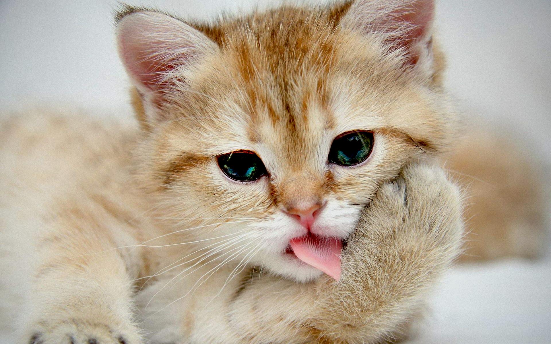 Pc用猫の壁紙 かわいい猫 おもしろ猫 画像 動画 Naver まとめ