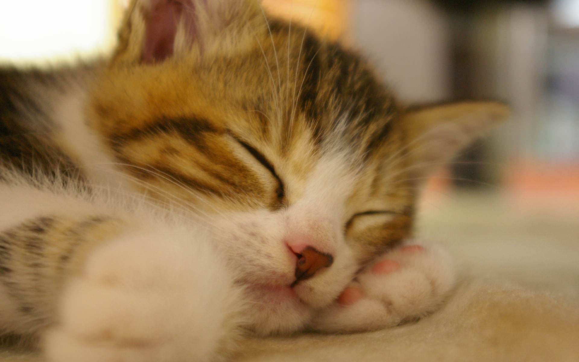 すやすや眠っている猫の可愛い壁紙 可愛い猫の壁紙画像集 Naver まとめ