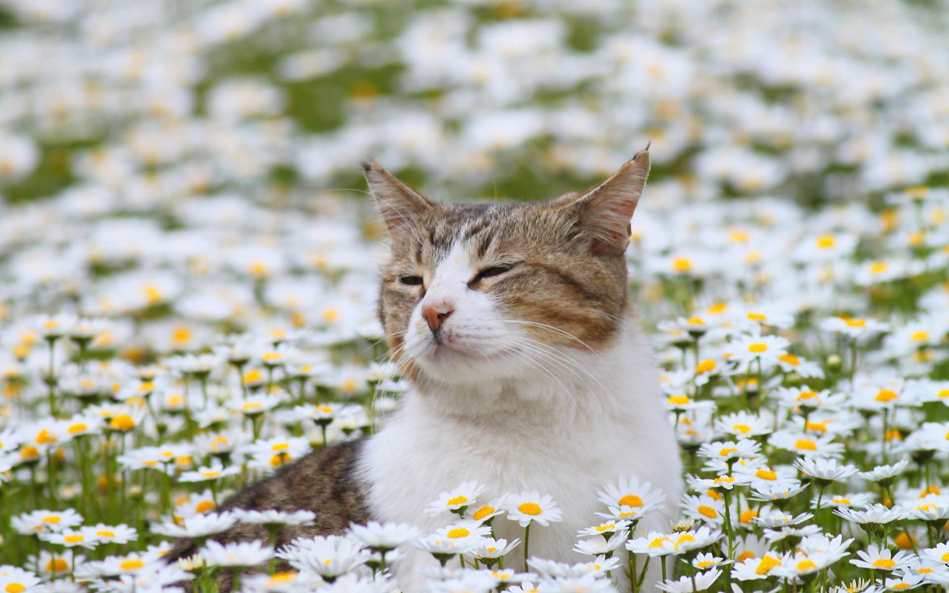 可愛いお花に囲まれた猫の壁紙 可愛い猫の壁紙画像集 Naver まとめ
