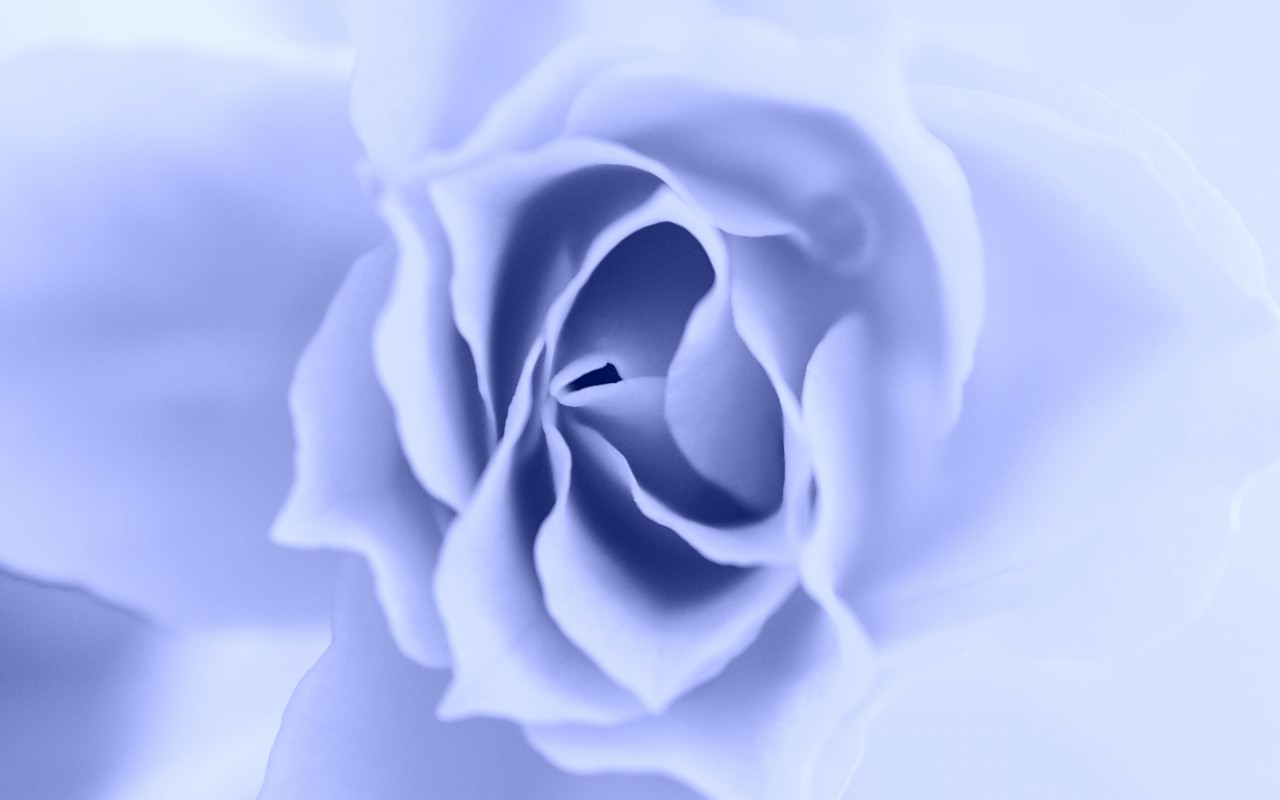 PC用花の壁紙(1280×800)#85