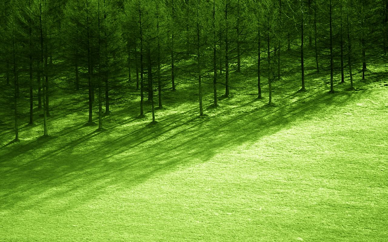 PC用森林・草原の壁紙(1280×800)#32