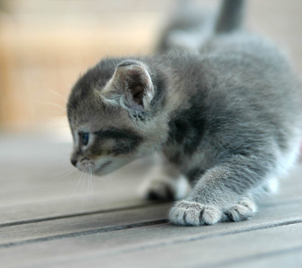 かわいい忍び足の猫 スマホ用壁紙 Android用 960 854 Wallpaperbox