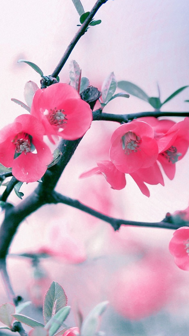 かわいい梅の花 Iphone5 スマホ用壁紙 Wallpaperbox