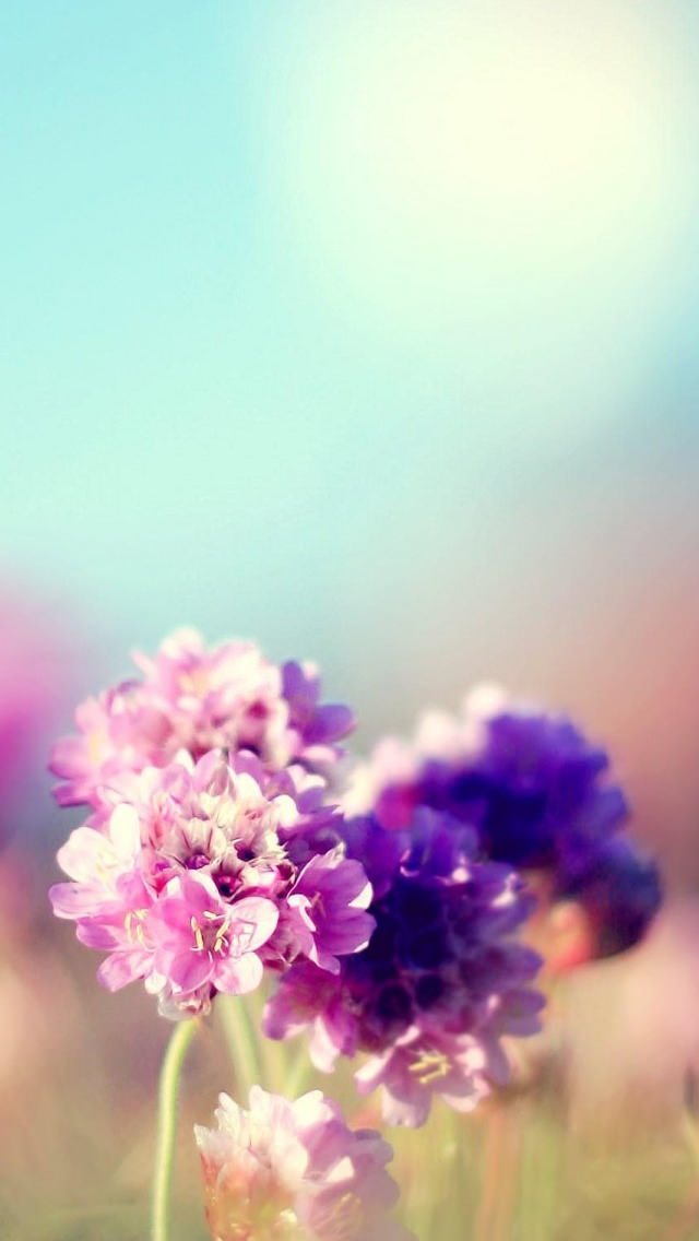 綺麗な紫の花 Iphone5 スマホ用壁紙 Wallpaperbox