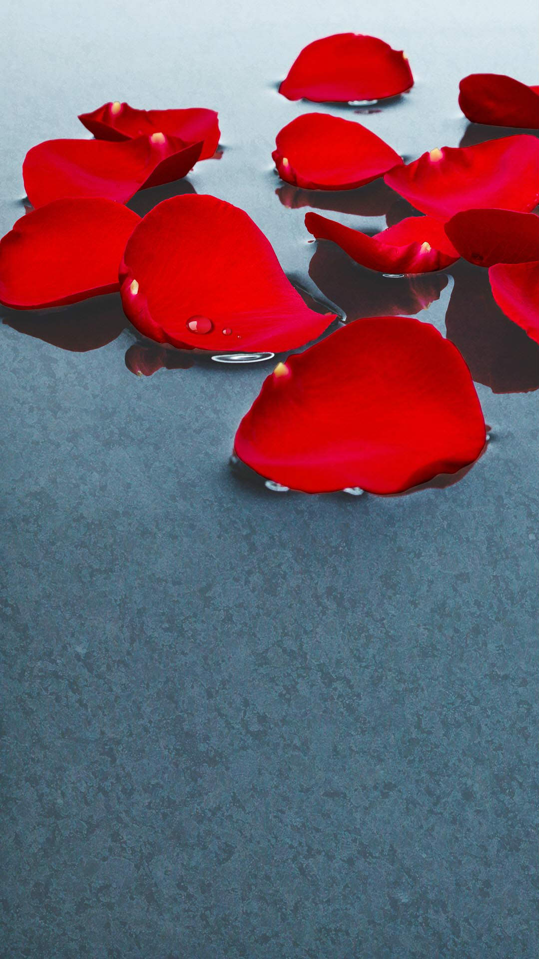 赤い花びら Iphone6 Plus 壁紙 Wallpaperbox