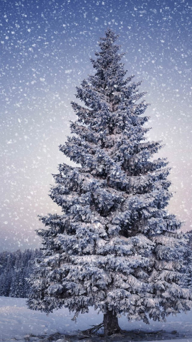 雪が降り積もるクリスマスツリー Iphone5壁紙 Wallpaperbox