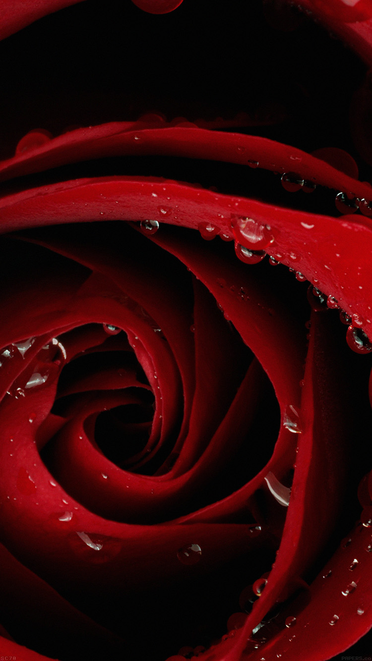 水滴のついた赤い薔薇 Iphone6壁紙 Wallpaperbox