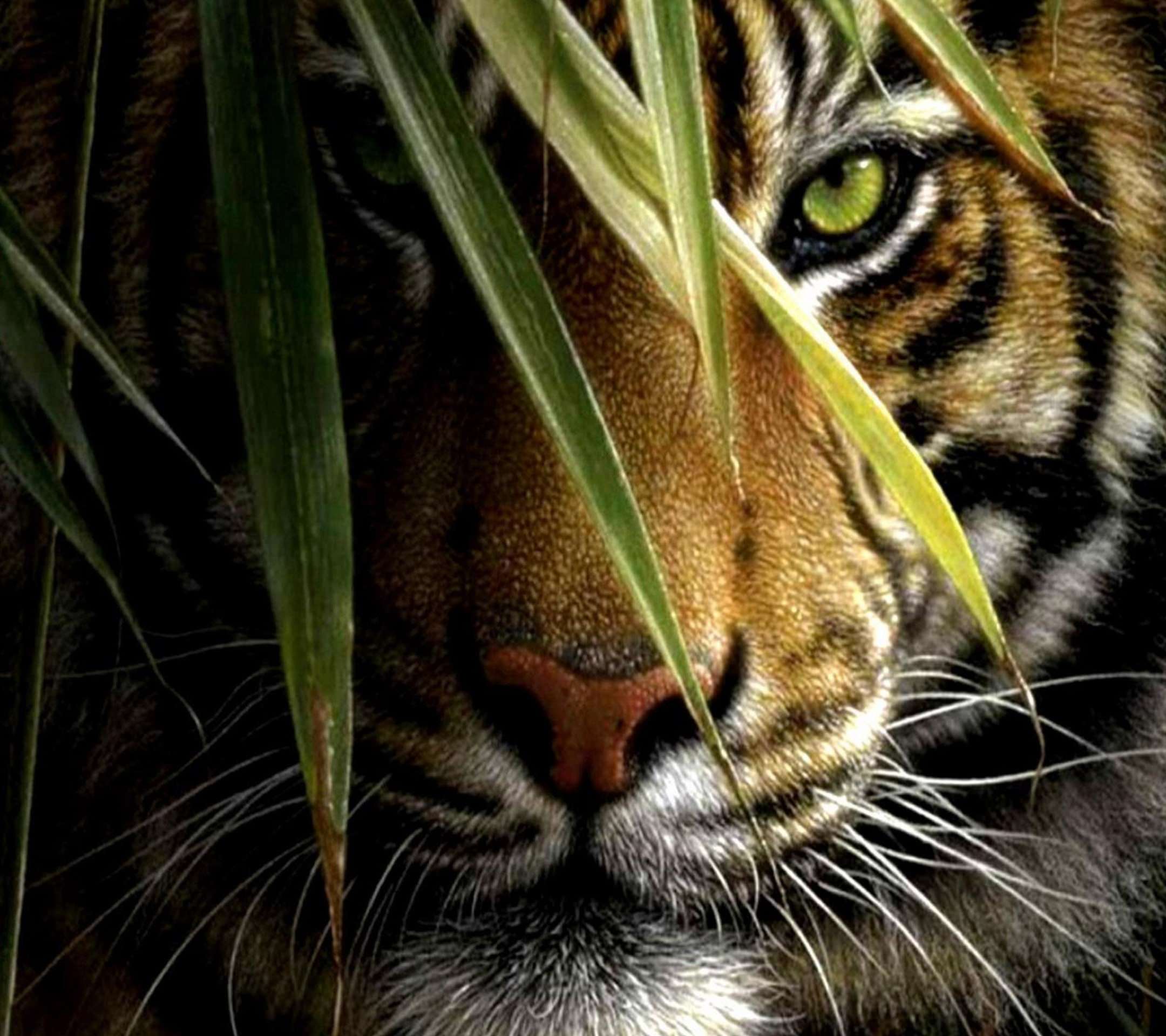 虎 トラ の画像 原寸画像検索