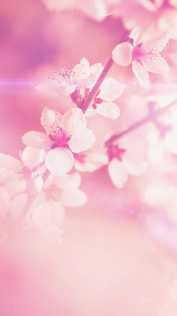 Spring Pink Flower Iphone6壁紙 Wallpaperbox