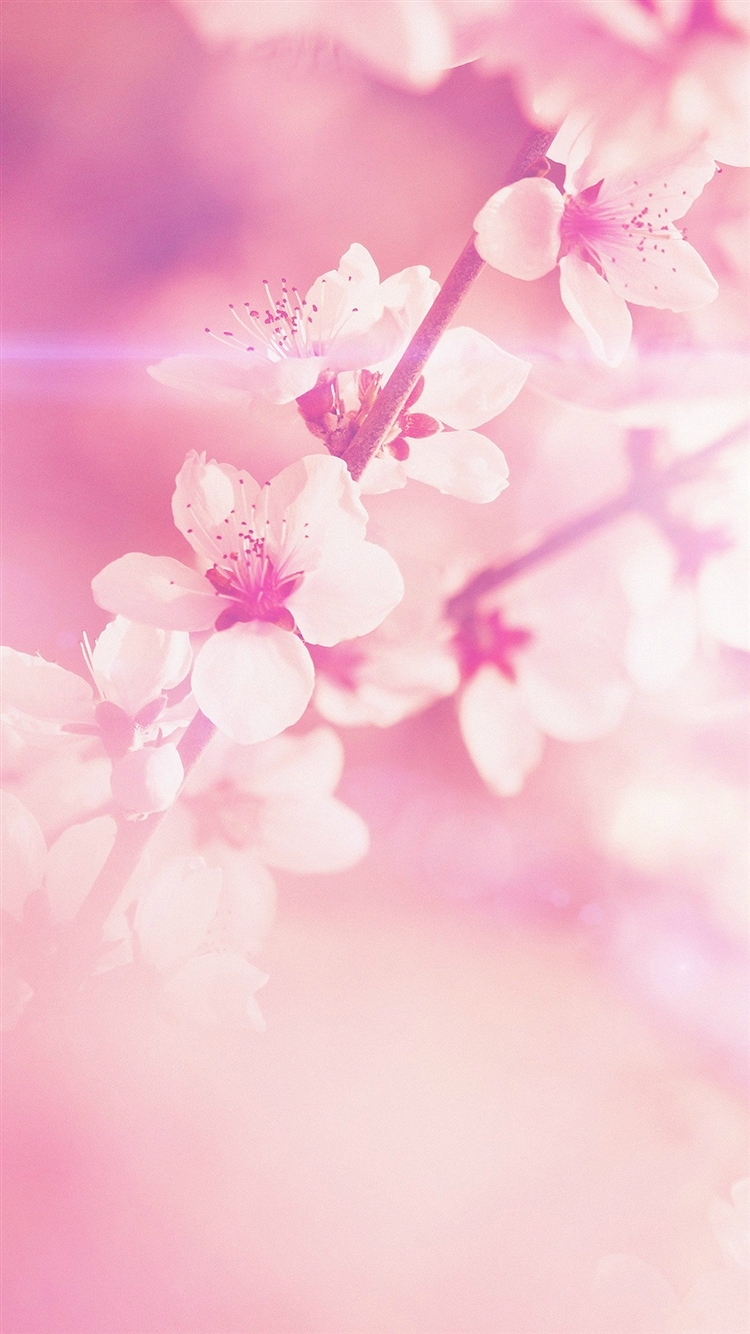 春爛漫 ピンクの桜 Iphone6壁紙 Wallpaperbox