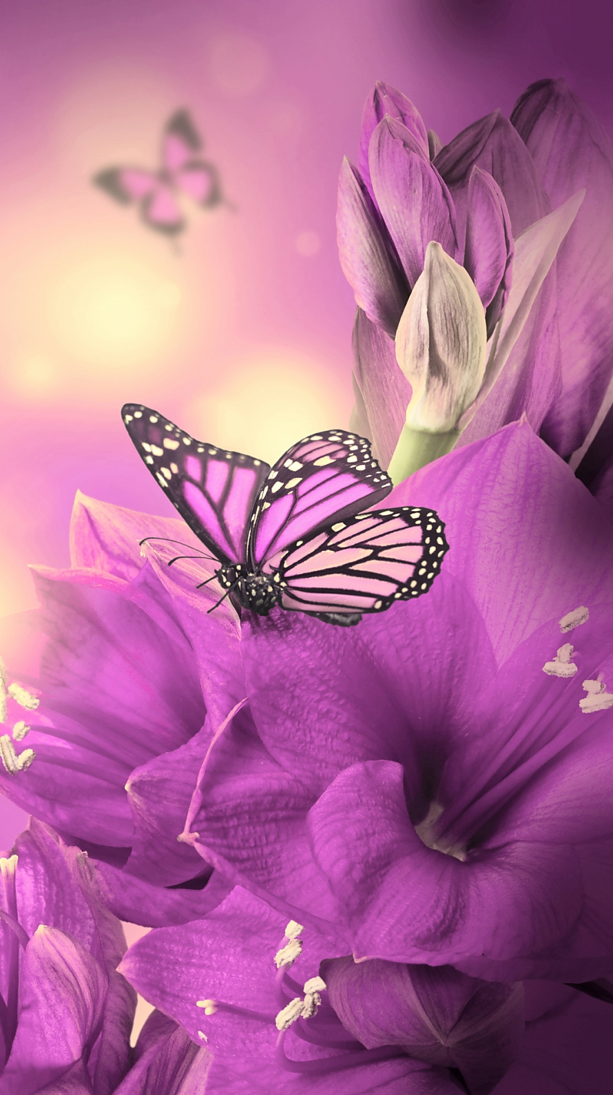 ピンクの蝶と花 Iphone6壁紙 Wallpaperbox