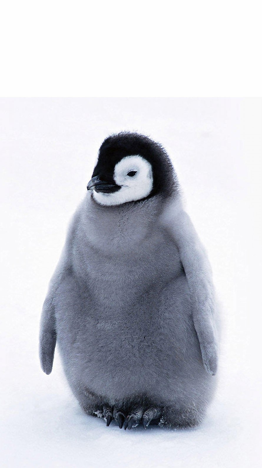 かわいいペンギンの子供 Iphone6壁紙 Wallpaperbox