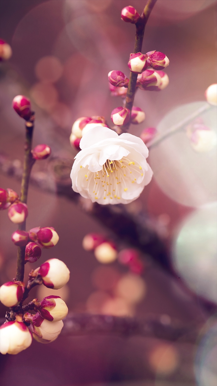 梅の花と蕾 Iphone6壁紙 Wallpaperbox