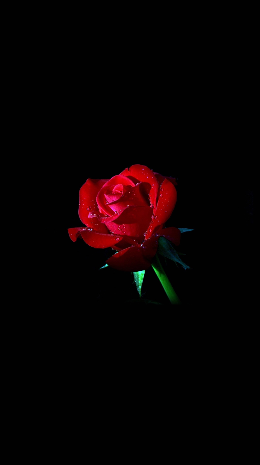 一輪の赤い薔薇 Red Rose Iphone6壁紙 Wallpaperbox