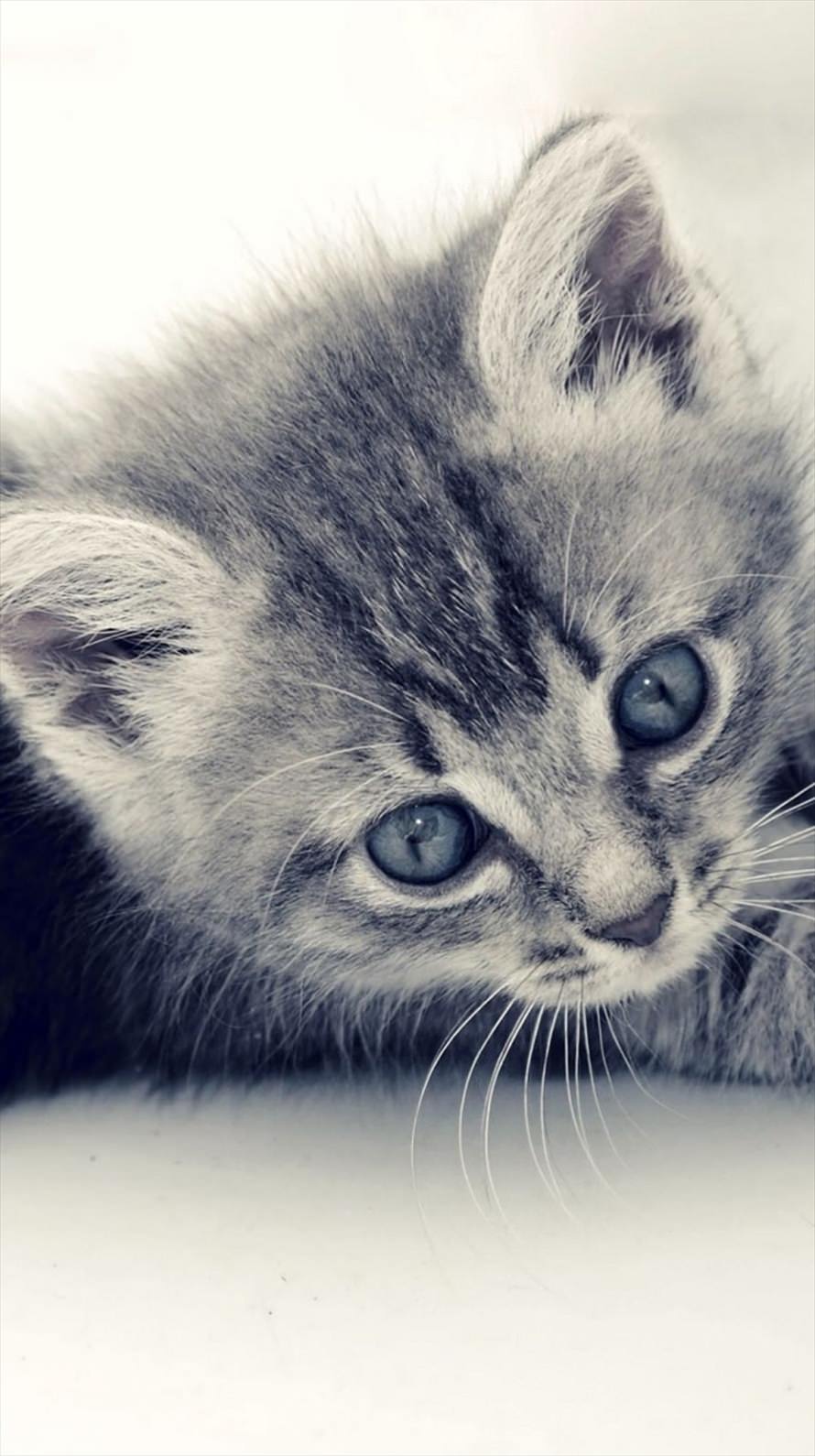 青い目の子猫 Blue Eyes Cat Iphone6壁紙 Wallpaperbox