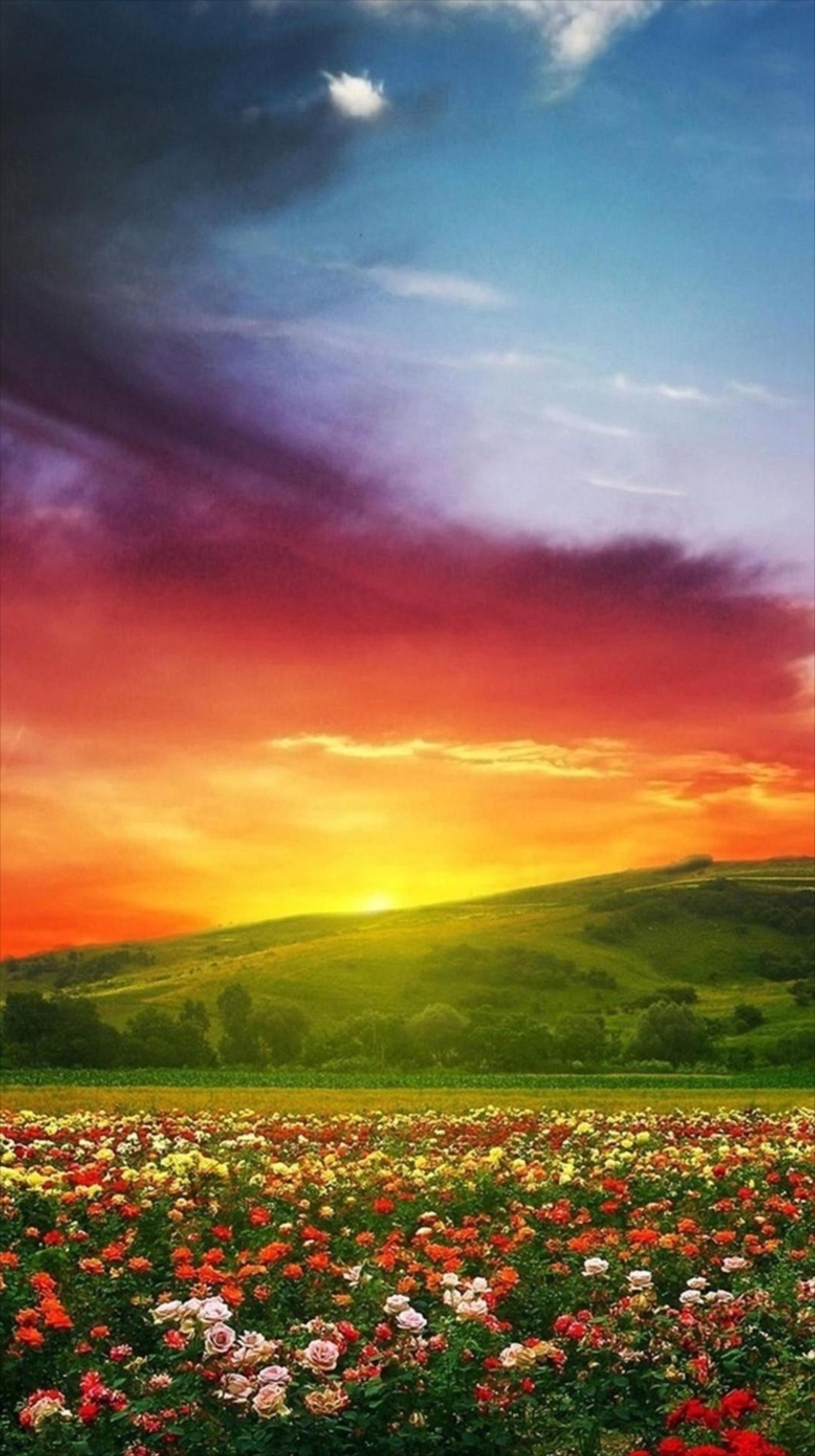 極彩色の花畑と夕日 Iphone6壁紙 Wallpaperbox
