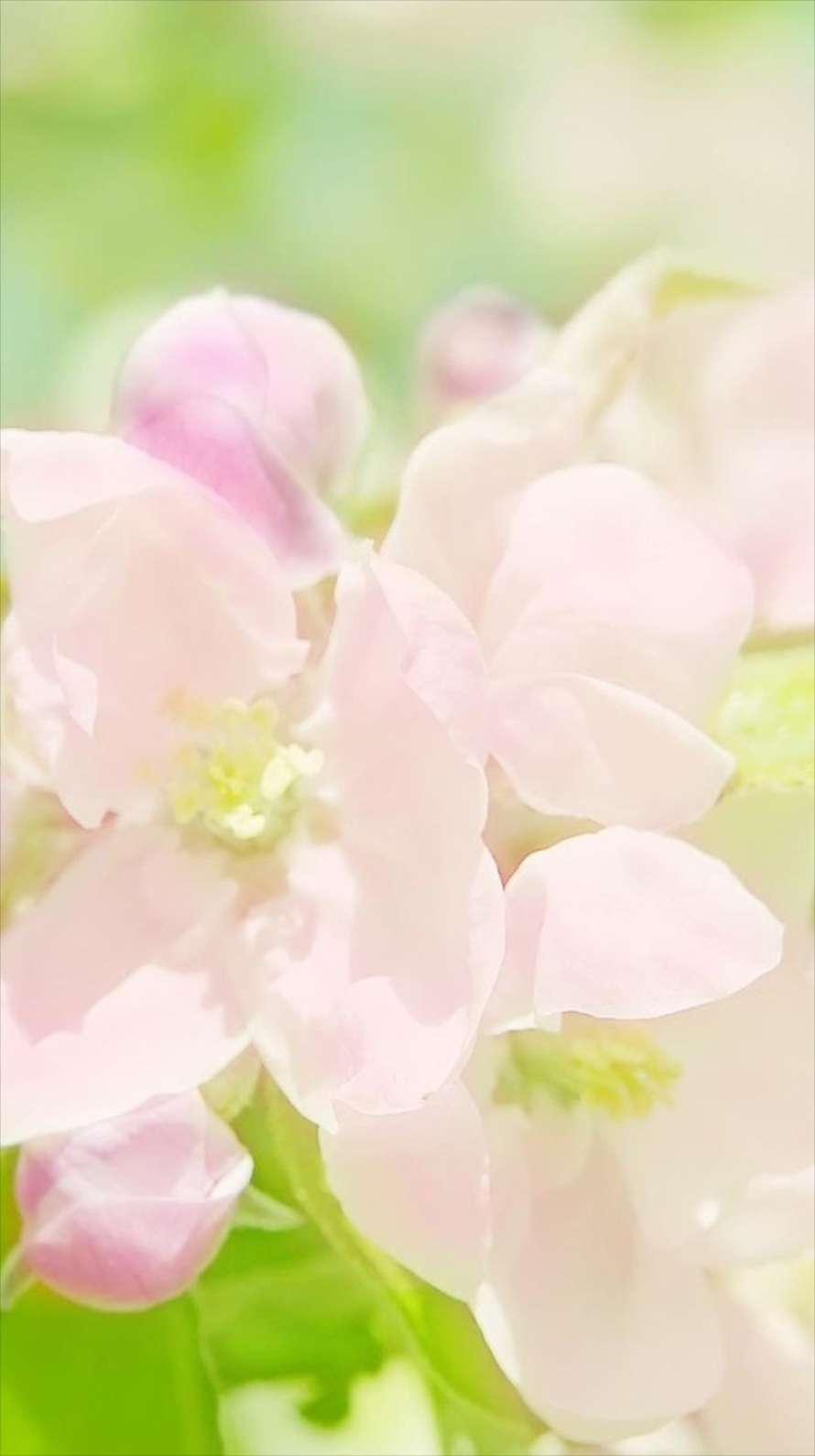 Spring Pink Flower Iphone6壁紙 Wallpaperbox