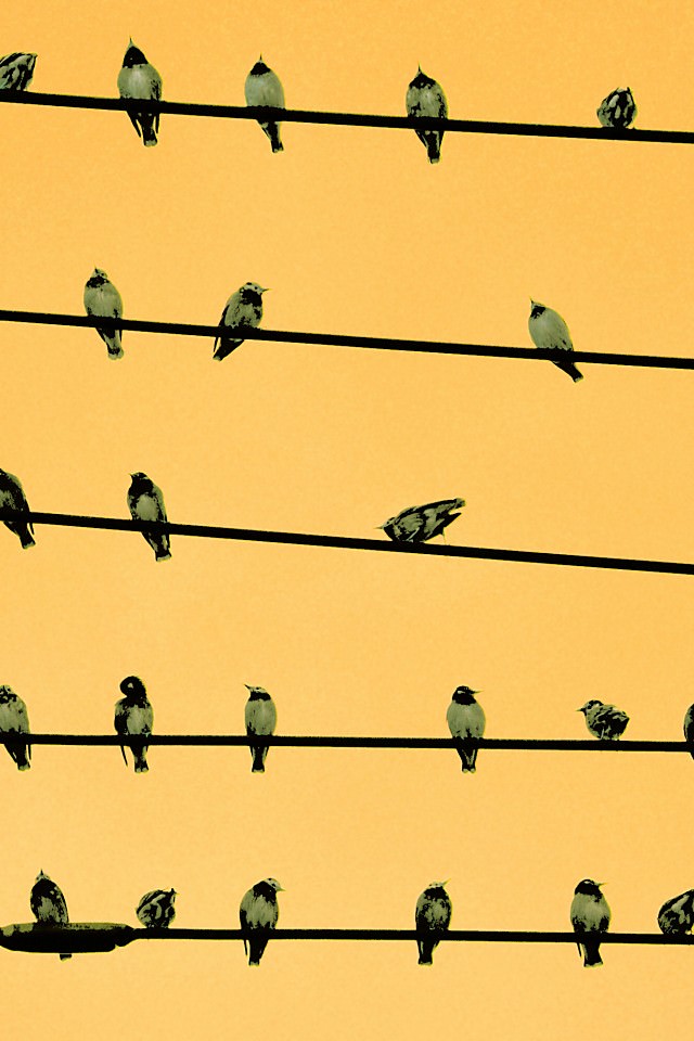 iPhone用鳥の壁紙#79