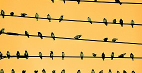 鳥の壁紙#102サムネイル
