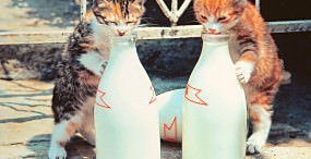 猫の壁紙#1サムネイル