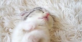 猫の壁紙#63サムネイル