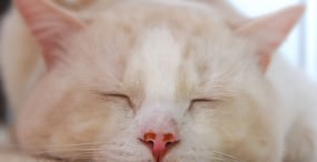 猫の壁紙#64サムネイル