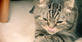 猫の壁紙#65サムネイル