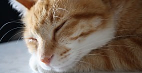 猫の壁紙#66サムネイル