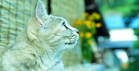 猫の壁紙#67サムネイル