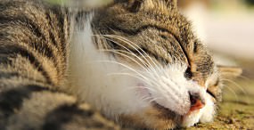 猫の壁紙#68サムネイル