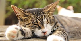 猫の壁紙#69サムネイル