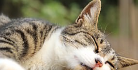 猫の壁紙#70サムネイル