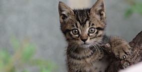 猫の壁紙#71サムネイル