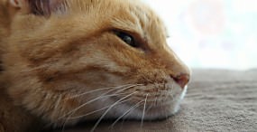 猫の壁紙#72サムネイル