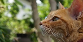 猫の壁紙#73サムネイル