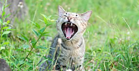 猫の壁紙#74サムネイル