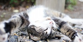 猫の壁紙#75サムネイル