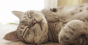 猫の壁紙#76サムネイル