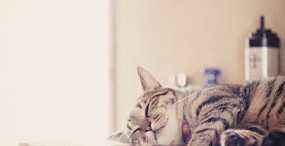 猫の壁紙#77サムネイル