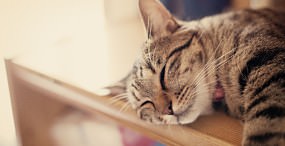 猫の壁紙#78サムネイル