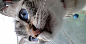 猫の壁紙#79サムネイル