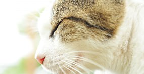 猫の壁紙#80サムネイル