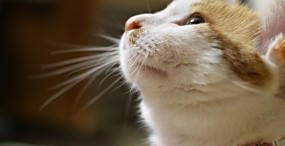 猫の壁紙#81サムネイル