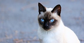 猫の壁紙#82サムネイル