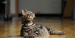 猫の壁紙#83サムネイル