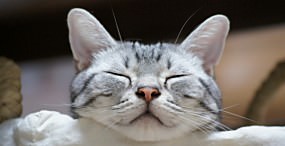 猫の壁紙#84サムネイル