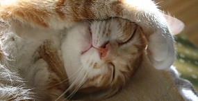 猫の壁紙#85サムネイル